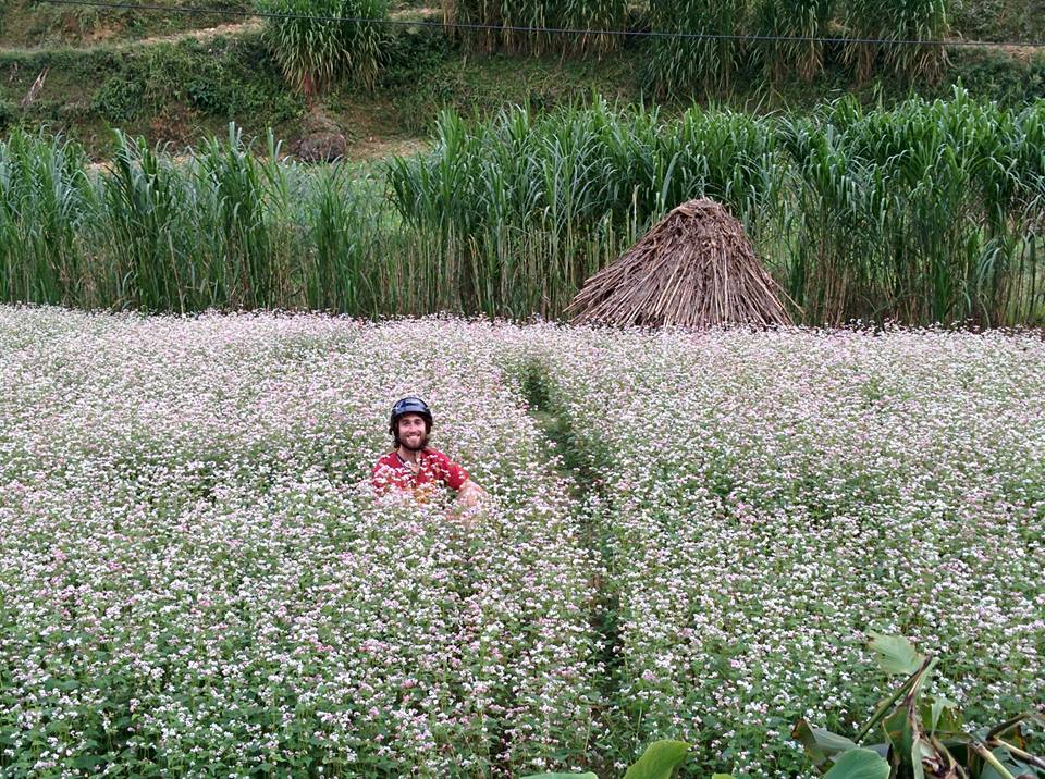 ha giang buckwheat flower festival