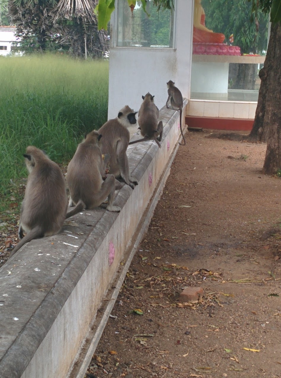 monkeys in sri lanka